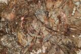 Triassic, Petrified Wood (Araucaria) Slab - Madagascar #224121-1